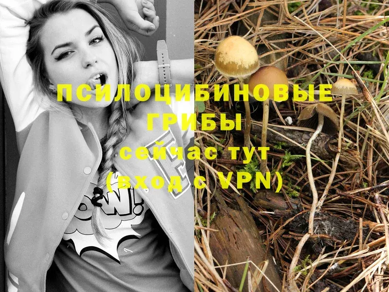 закладки  Энем  Псилоцибиновые грибы Cubensis 